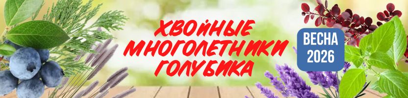ВЗРОСЛАЯ ГОЛУБИКА 3-Х ЛЕТ за 1296р! Хвойники, многолетники. ЗКС. Предзаказ Весна 2026г.