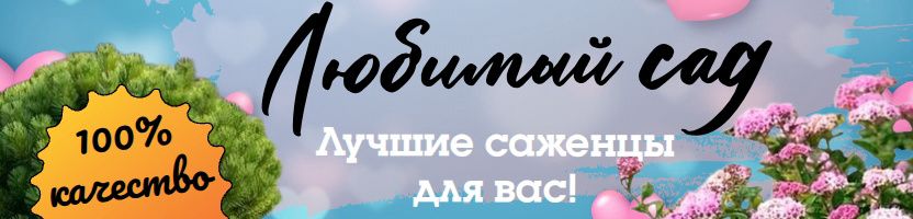 Отличные саженцы для любимого сада. В больших горшках С2-С3. Предзаказ на весну 2027.