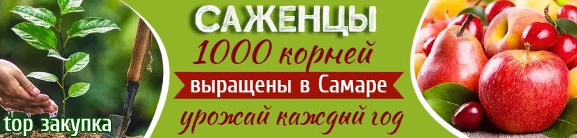 1000корней. Местные саженцы с ЗКС. Предзаказ на август 2026