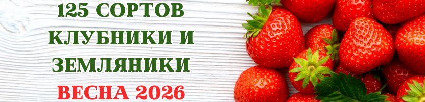 125 сортов клубники, земляники и земклуники с ЗКС. Предзаказ на весну 2026 г.