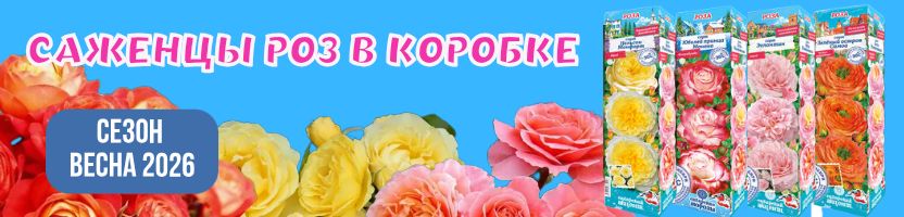 Розы. Предзаказ на весну 2026г!
