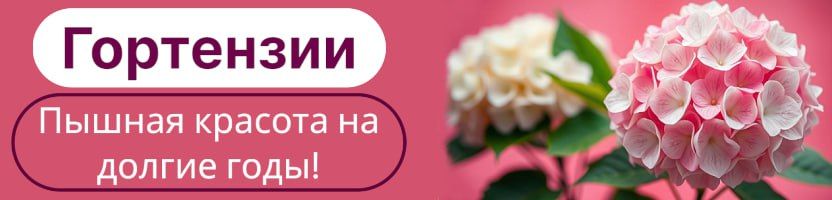 Королевский сад гортензий! Местные саженцы с ОКС. Предзаказ на весну 2026.