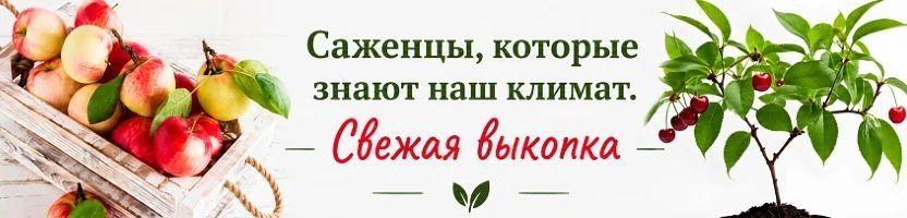 1000корней.Местные саженцы с ОКС. Предзаказ на осень 2026. 1000корней.Местные саженцы с ОКС. Предзаказ на осень 2026.