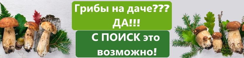 Лучшее ТРИО - семена без рядов. ГРИБЫ на даче??? ДА!!! С ПОИСК это возможно!