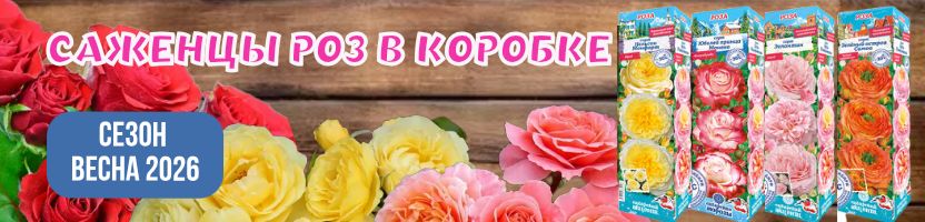Розы. Хит: Роза Дафна Японская за 449р! Предзаказ на весну 2026г! Розы. Хит: Роза Дафна Японская за 449р! Предзаказ на весну 2026г!