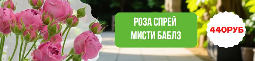 Райские саженцы роз! Роза Мисти Баблз за 440руб! Предзаказ на весну 2026г!