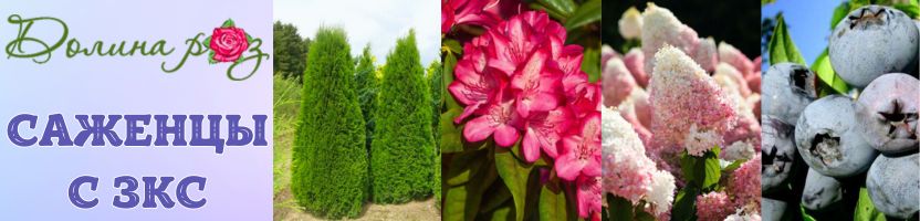 Долина роз. Саженцы с ЗКС. Предзаказ на весну 2026 г.