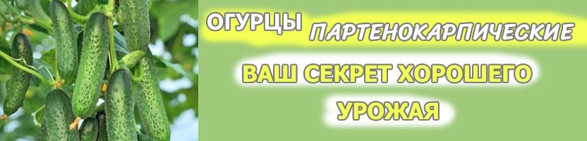 Великолепная ЧЕТВЕРКА - семена без рядов. Огурцы ПАРТЕНОКАРПИЧЕСКИЕ - стабильный урожай