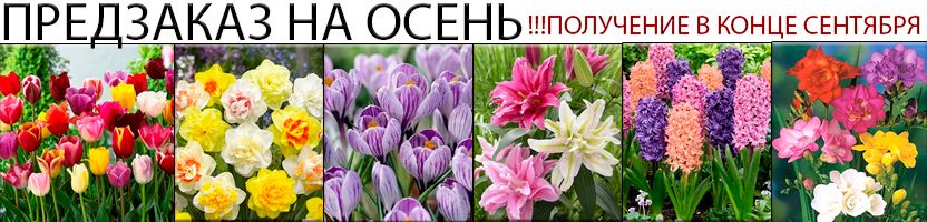 Луковичные из Голландии. Предзаказ на осень. Получение в конце сентября!!!