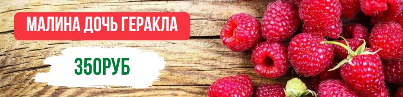 Сад мечты! Плодово-ягодные культуры! Предзаказ Весна 2026г. Малина Дочь Геракла за 350р!