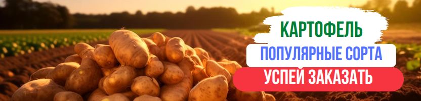 Картофель. Популярные сорта от 369 рублей! Успей заказать!