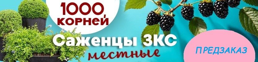 1000корней. Местные саженцы с ЗКС. Предзаказ на октябрь 2026 1000корней. Местные саженцы с ЗКС. Предзаказ на октябрь 2026