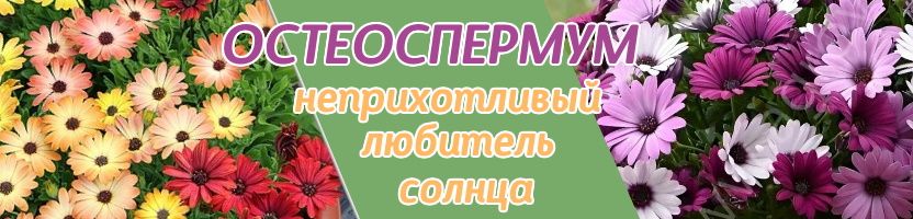 Семена Биотехника. ОСТЕОСПЕРМУМ - неприхотливый любитель солнца. Для клумб, балконов