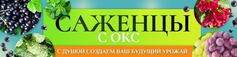 Саженцы однолетние ОКС.Самарский Опытно-производственный питомник.Хит: Ива американка 67р!