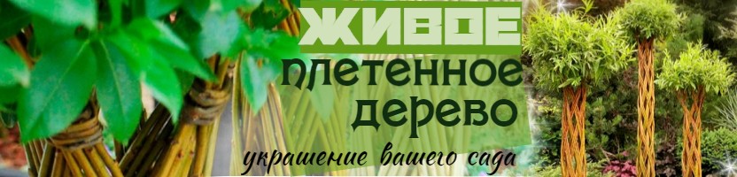 Плетеные деревья. Последний выкуп сезона! Получение май 2023 г.