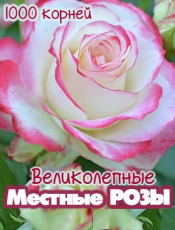 Рекомендуем